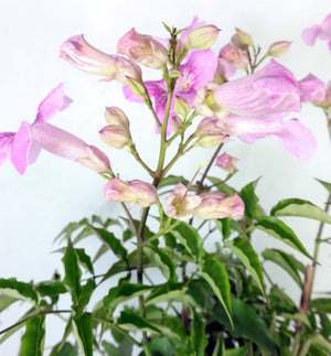 Pink Trumpet Vine Garden Plus