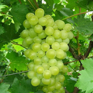 Grape Garden Plus