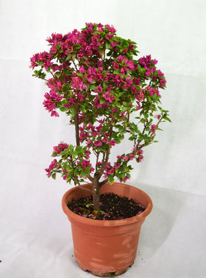 Small Purple Flower Bougainvillea Garden Plus