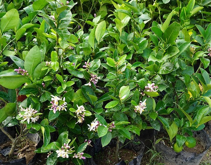 Lemon tree Garden Plus