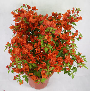 Orange Bougainvillea Garden Plus