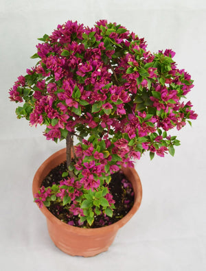 Small Purple Flower Bougainvillea Garden Plus