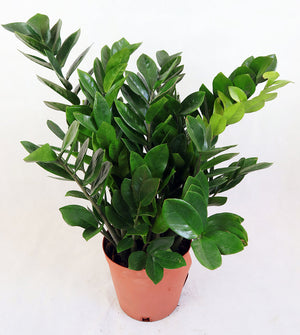 Zamioculcas zamiifolia Garden Plus