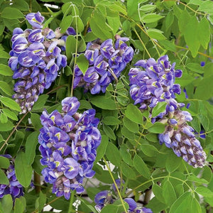 Wisteria Garden Plus
