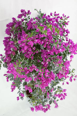 Purple Bougainvillea Garden Plus
