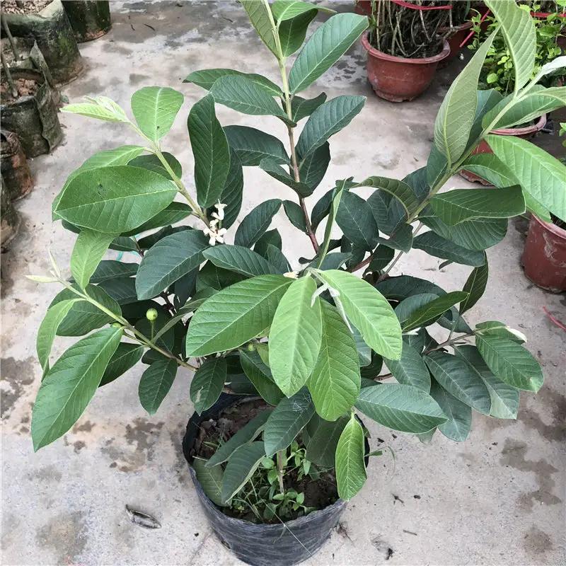 guava indoor plant Guava Garden Plus