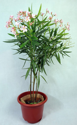 Oleander Garden Plus
