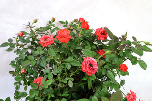 Mini roses Garden Plus