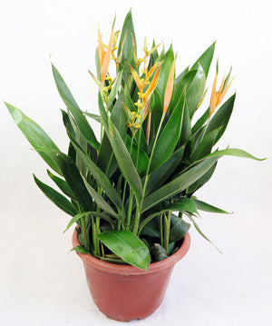 Yellow Heliconia Garden Plus