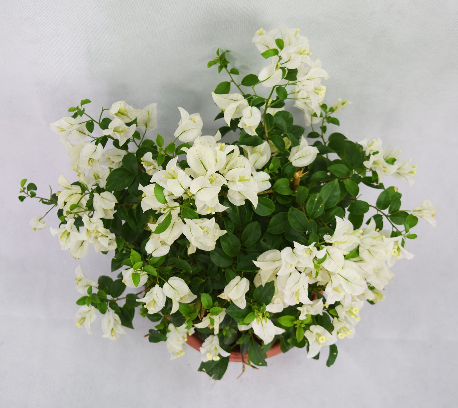 White Bougainvillea Garden Plus