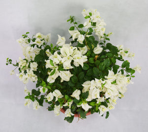 White Bougainvillea Garden Plus