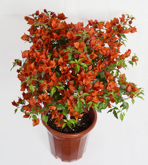 Orange Bougainvillea Garden Plus