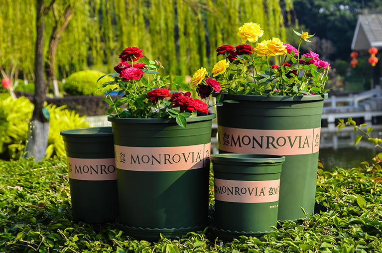 monrovia plant pots Monrovia Plastic Pot Garden Plus