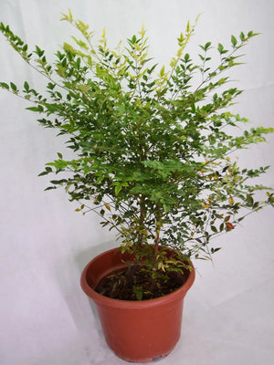 Nandina domestica Garden Plus