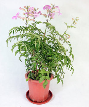 Pink Trumpet Vine Garden Plus