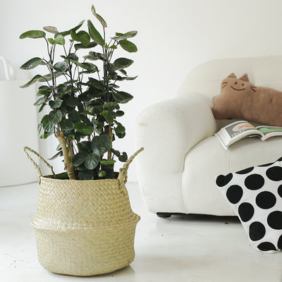 Indoor Polyscias Balfouriana Bailey Plant ( Money Pocket) Garden Plus