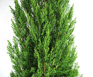 Pencil Pine Garden Plus