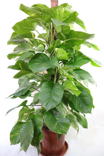 Golden Pothos Tower Style Garden Plus