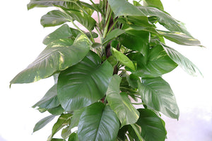 Golden Pothos Tower Style Garden Plus