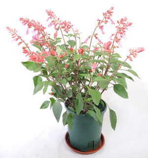 Salvia Splendens Large Type Garden Plus