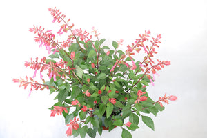 Salvia Splendens Large Type Garden Plus