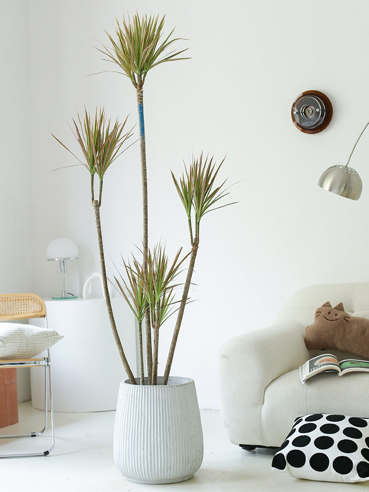 dracaena deco Indoor Multi-Head Dracaena Marginata Plant (Dragon Tree) Garden Plus