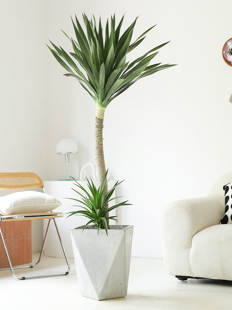 Indoor Dutch Iron Dracaena Plant Garden Plus