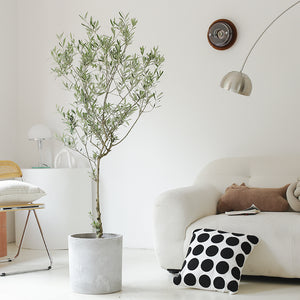 Indoor Olive Tree Plant (Olea Europaea) Garden Plus