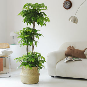 Indoor Radermachera Sinica Plant (Happiness Tree) Garden Plus