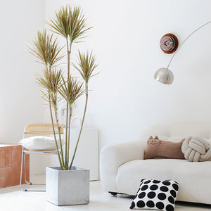 Indoor Multi-Head Dracaena Marginata Plant (Dragon Tree) Garden Plus