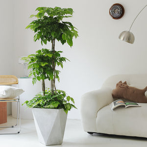 Indoor Radermachera Sinica Plant (Happiness Tree) Garden Plus