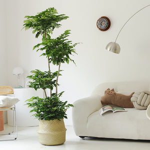 Indoor Radermachera Sinica Plant (Happiness Tree) Garden Plus