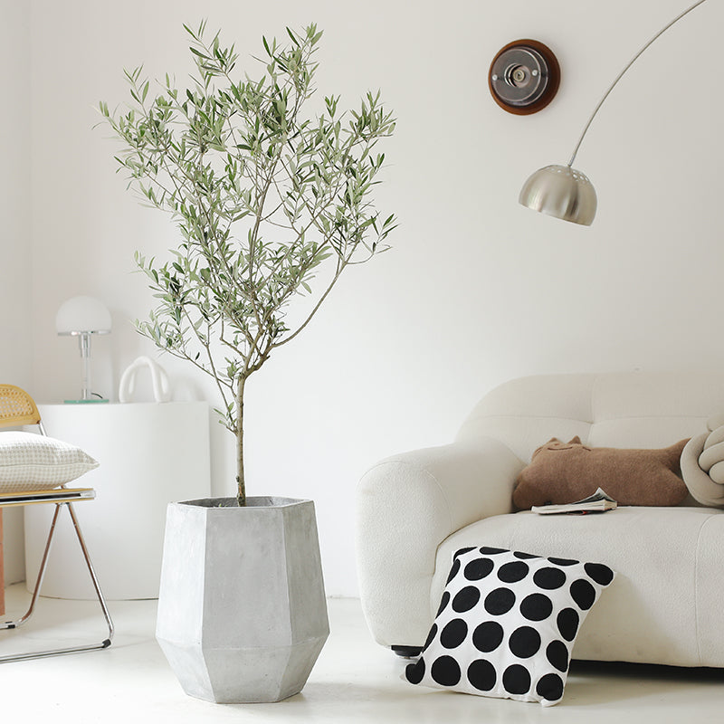 Indoor Olive Tree Plant (Olea Europaea) Garden Plus