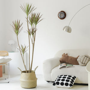 Indoor Multi-Head Dracaena Marginata Plant (Dragon Tree) Garden Plus