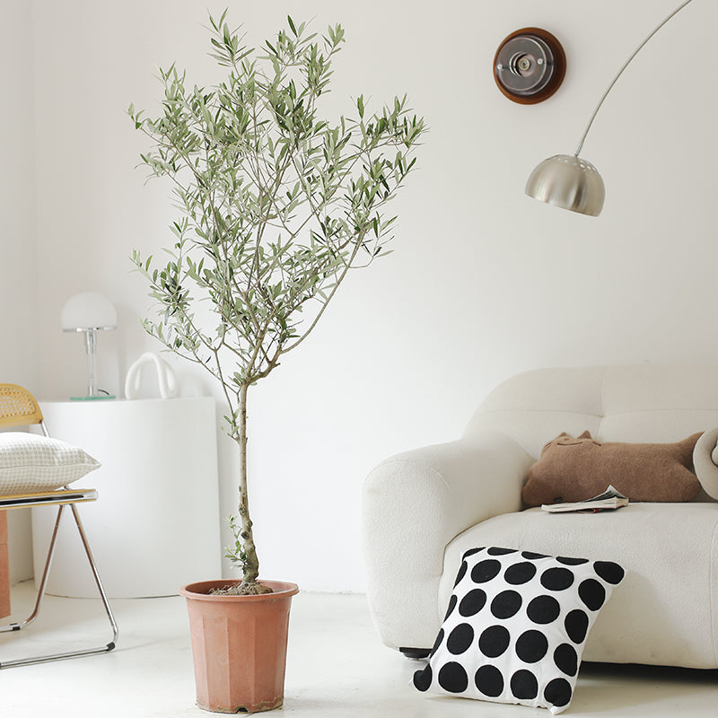 Indoor Olive Tree Plant (Olea Europaea) Garden Plus