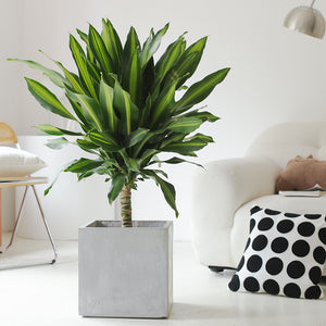 Indoor Dracaena Fragrans (Corn) Plant Garden Plus