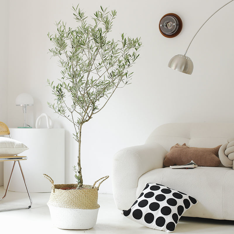 Indoor Olive Tree Plant (Olea Europaea) Garden Plus