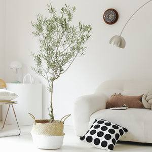 Indoor Olive Tree Plant (Olea Europaea) Garden Plus