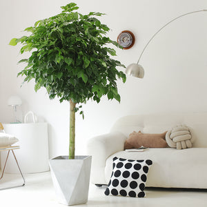 Indoor Radermachera Sinica Plant (Happiness Tree) Garden Plus