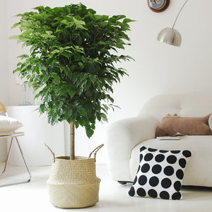 Indoor Radermachera Sinica Plant (Happiness Tree) Garden Plus