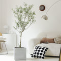 Indoor Olive Tree Plant (Olea Europaea) Garden Plus