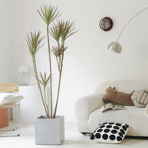 Indoor Multi-Head Dracaena Marginata Plant (Dragon Tree) Garden Plus