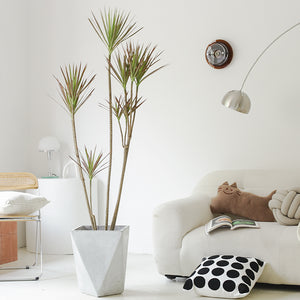 Indoor Multi-Head Dracaena Marginata Plant (Dragon Tree) Garden Plus