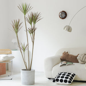 Indoor Multi-Head Dracaena Marginata Plant (Dragon Tree) Garden Plus