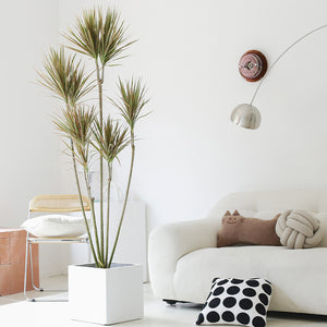 Indoor Multi-Head Dracaena Marginata Plant (Dragon Tree) Garden Plus