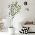 Indoor Olive Tree Plant (Olea Europaea) Garden Plus