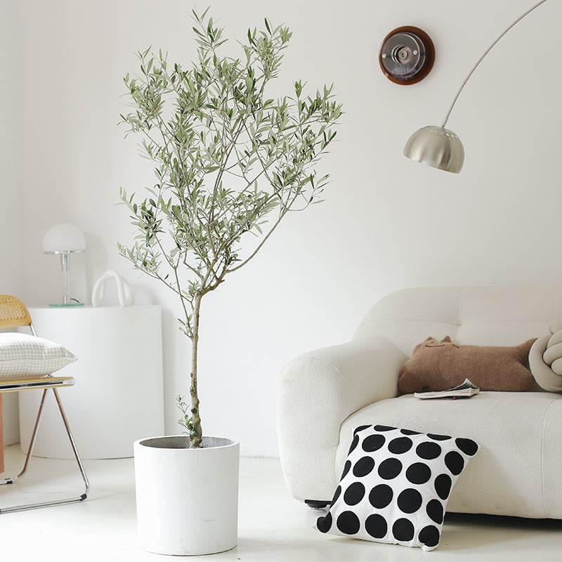 Indoor Olive Tree Plant (Olea Europaea) Garden Plus