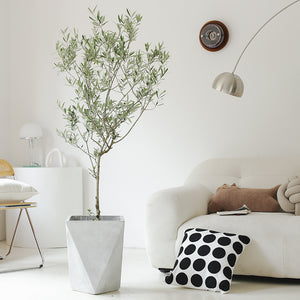 Indoor Olive Tree Plant (Olea Europaea) Garden Plus