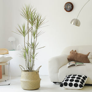 Indoor Multi-Head Dracaena Marginata Plant (Dragon Tree) Garden Plus