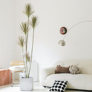 Indoor Multi-Head Dracaena Marginata Plant (Dragon Tree) Garden Plus